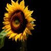 Diamond Painting Caravaggio’s Zonnebloem: Licht en Schaduw voorbeeldafbeelding van het volledige ontwerp