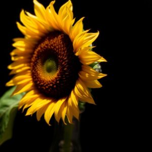 Diamond Painting Caravaggio’s Zonnebloem: Licht en Schaduw voorbeeldafbeelding van het volledige ontwerp