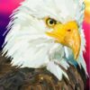 Diamond Painting Amerikaanse Zeearend Elvira Clement voorbeeldafbeelding van het volledige ontwerp
