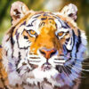Diamond Painting Bengaalse Tijger Elvira Clement voorbeeldafbeelding van het volledige ontwerp