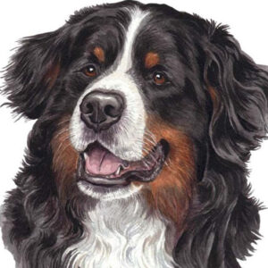 Diamond Painting Berner Sennenhond voorbeeldafbeelding van het volledige ontwerp