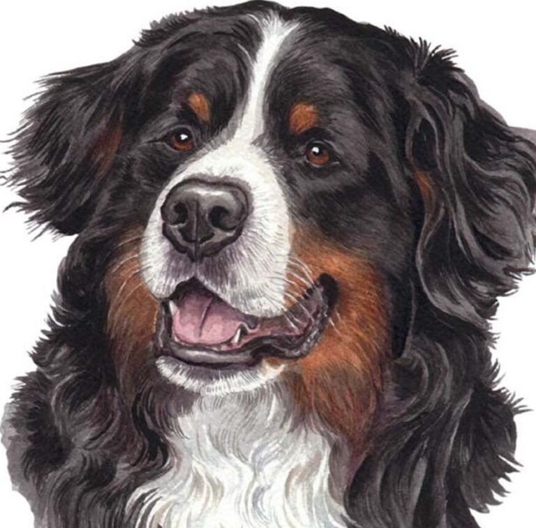 Diamond Painting Berner Sennenhond voorbeeldafbeelding van het volledige ontwerp