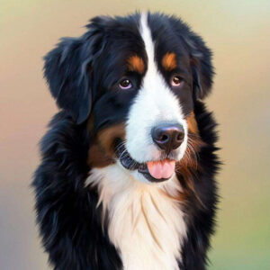 Diamond Painting Berner Senner voorbeeldafbeelding van het volledige ontwerp