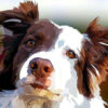 Diamond Painting Beste Vriend Elvira Clement voorbeeldafbeelding van het volledige ontwerp