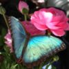 Diamond Painting Blauwe Vlinder Roze Bloem voorbeeldafbeelding van het volledige ontwerp