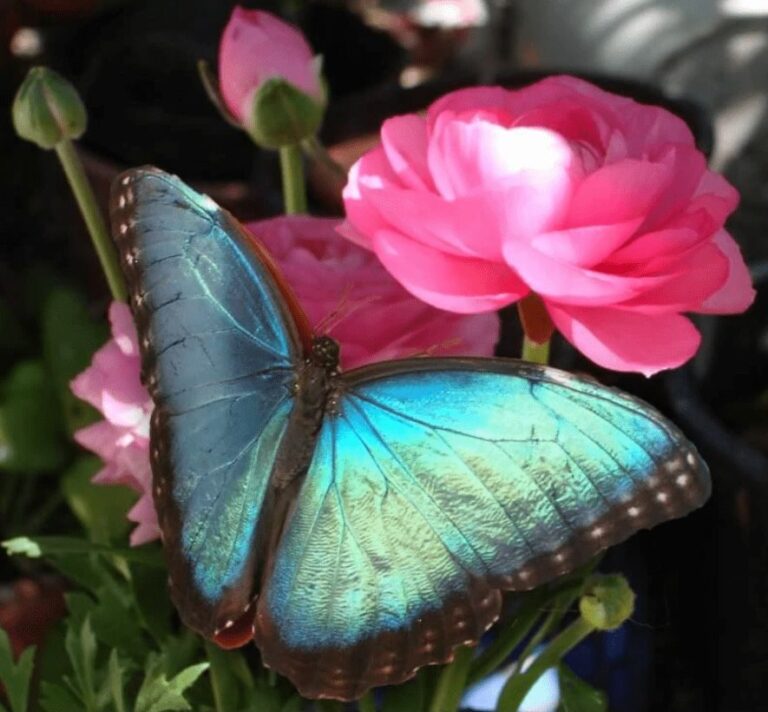 Diamond Painting Blauwe Vlinder Roze Bloem voorbeeldafbeelding van het volledige ontwerp