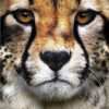 Diamond Painting Cheeta Hoofd voorbeeldafbeelding van het volledige ontwerp
