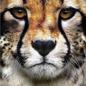 Diamond Painting Cheeta Hoofd voorbeeldafbeelding van het volledige ontwerp
