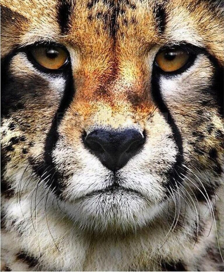 Diamond Painting Cheeta Hoofd voorbeeldafbeelding van het volledige ontwerp