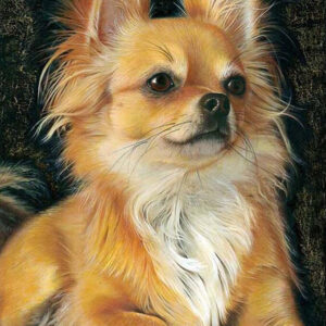 Diamond Painting Chihuahua voorbeeldafbeelding van het volledige ontwerp