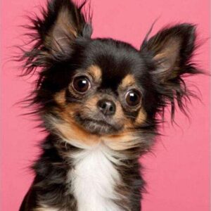Diamond Painting Chihuahua Portret voorbeeldafbeelding van het volledige ontwerp