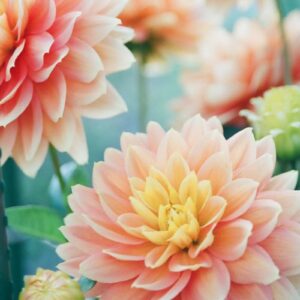Diamond Painting Dahlia's in de Lente voorbeeldafbeelding van het volledige ontwerp