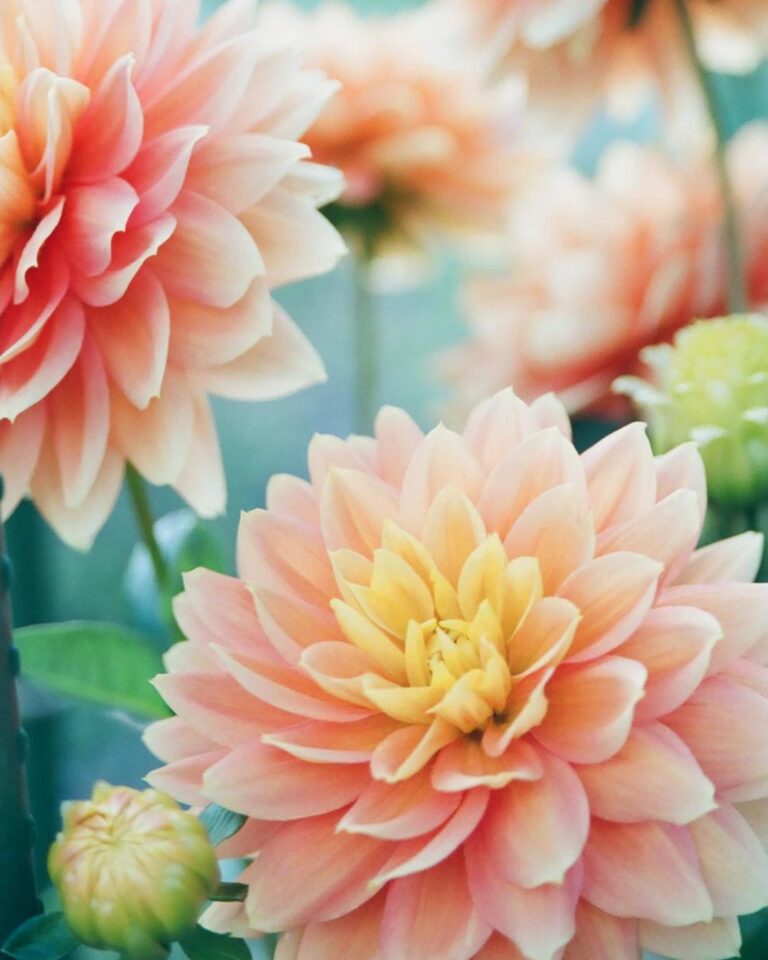 Diamond Painting Dahlia's in de Lente voorbeeldafbeelding van het volledige ontwerp