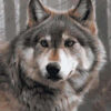 Diamond Painting De Grijze Wolf voorbeeldafbeelding van het volledige ontwerp