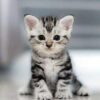 Diamond Painting De Mooiste Kitten voorbeeldafbeelding van het volledige ontwerp