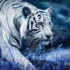 Diamond Painting De Witte Tijger Onderweg voorbeeldafbeelding van het volledige ontwerp