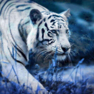 Diamond Painting De Witte Tijger Onderweg voorbeeldafbeelding van het volledige ontwerp