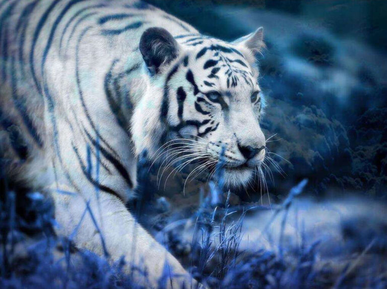 Diamond Painting De Witte Tijger Onderweg voorbeeldafbeelding van het volledige ontwerp