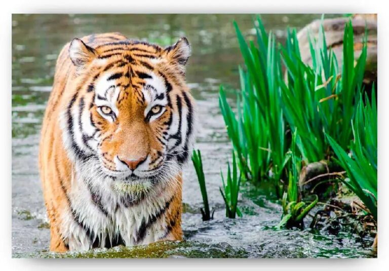 Diamond Painting Bengaalse tijger voorbeeldafbeelding van het volledige ontwerp