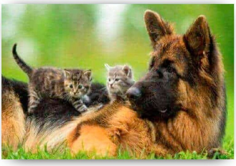 Diamond Painting Duitse herder met kittens voorbeeldafbeelding van het volledige ontwerp