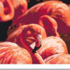 Diamond Painting Flamingo’s voorbeeldafbeelding van het volledige ontwerp
