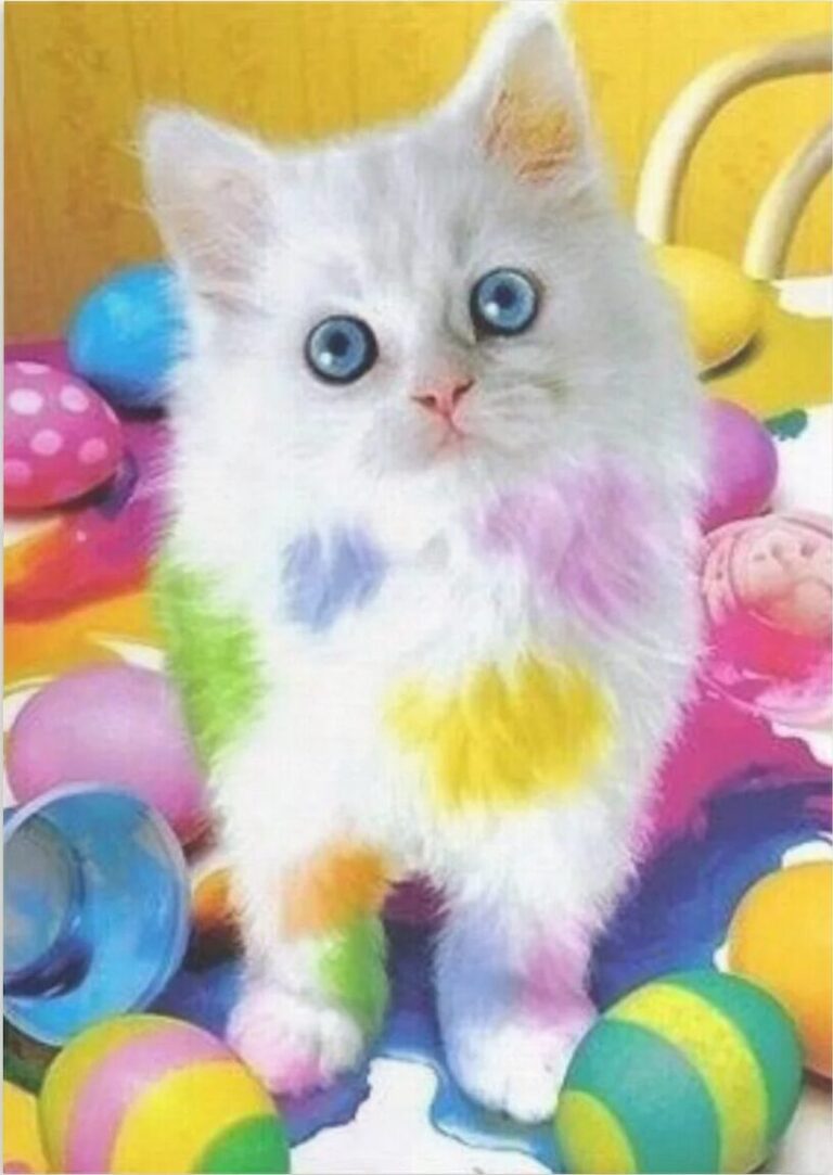 Diamond Painting Gevlekte Kat voorbeeldafbeelding van het volledige ontwerp