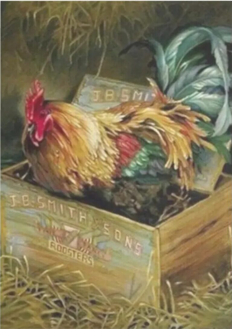 Diamond Painting Haan in doos voorbeeldafbeelding van het volledige ontwerp