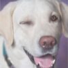 Diamond Painting Hond met knipoog voorbeeldafbeelding van het volledige ontwerp