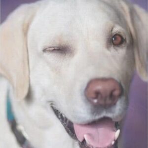 Diamond Painting Hond met knipoog voorbeeldafbeelding van het volledige ontwerp
