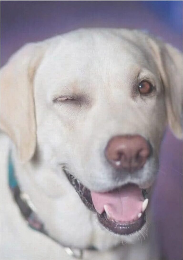 Diamond Painting Hond met knipoog voorbeeldafbeelding van het volledige ontwerp