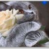 Diamond Painting Kat met witte roos voorbeeldafbeelding van het volledige ontwerp