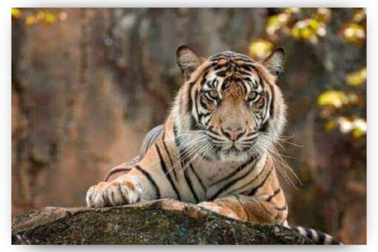 Diamond Painting Liggende tijger voorbeeldafbeelding van het volledige ontwerp
