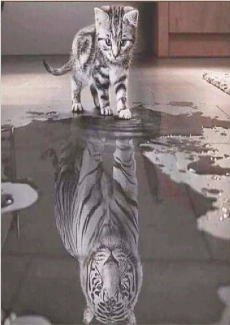 Diamond Painting Pakket Kitten naar tijger voorbeeldafbeelding van het volledige ontwerp
