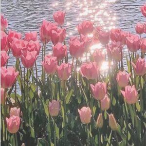 Diamond Painting Roze Tulp voorbeeldafbeelding van het volledige ontwerp