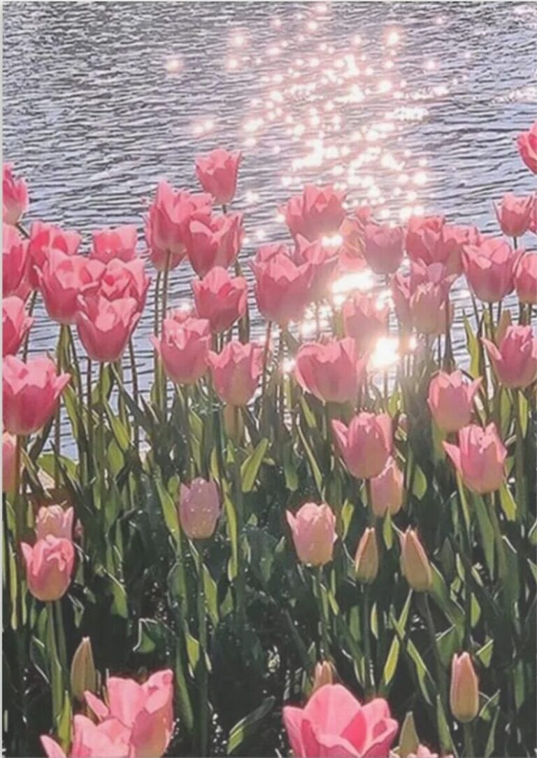 Diamond Painting Roze Tulp voorbeeldafbeelding van het volledige ontwerp