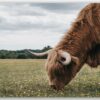 Diamond Painting Schotse hooglander - Hooglander grazend in het New Forest park voorbeeldafbeelding van het volledige ontwerp