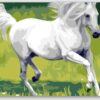 Diamond Painting Wit Paard voorbeeldafbeelding van het volledige ontwerp