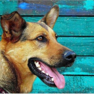 Diamond Painting Duitse Herder Voor Blauwe Wand voorbeeldafbeelding van het volledige ontwerp