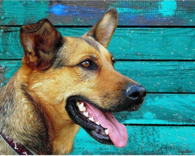 Diamond Painting Duitse Herder Voor Blauwe Wand voorbeeldafbeelding van het volledige ontwerp