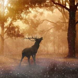 Diamond Painting Edelhert In Het Bos voorbeeldafbeelding van het volledige ontwerp