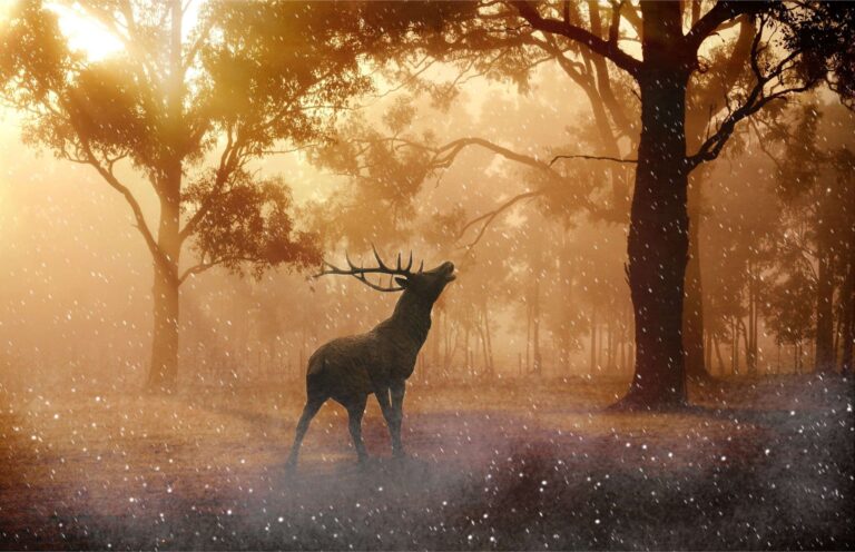 Diamond Painting Edelhert In Het Bos voorbeeldafbeelding van het volledige ontwerp