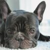 Diamond Painting Franse Bulldog Zwart voorbeeldafbeelding van het volledige ontwerp