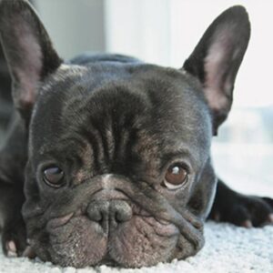 Diamond Painting Franse Bulldog Zwart voorbeeldafbeelding van het volledige ontwerp