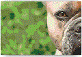 Diamond Painting - Franse Bulldog - 30×25 cm, Vierkant (gevorderden)