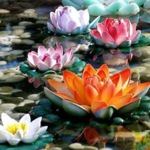 Diamond Painting Gekleurde Water Lelies voorbeeldafbeelding van het volledige ontwerp
