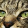 Diamond Painting Gestreepte Kat Close Up voorbeeldafbeelding van het volledige ontwerp