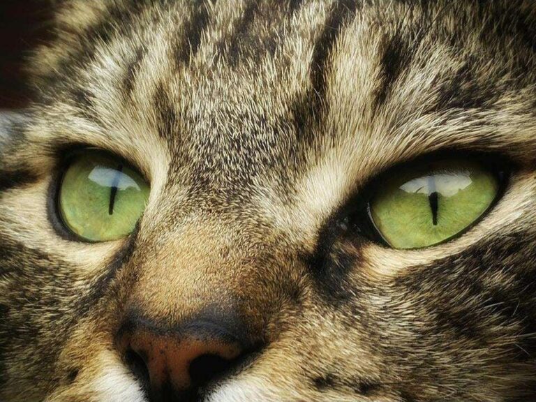 Diamond Painting Gestreepte Kat Close Up voorbeeldafbeelding van het volledige ontwerp