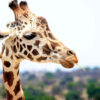 Diamond Painting Giraffe Eten voorbeeldafbeelding van het volledige ontwerp