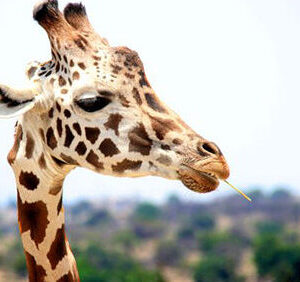 Diamond Painting Giraffe Eten voorbeeldafbeelding van het volledige ontwerp