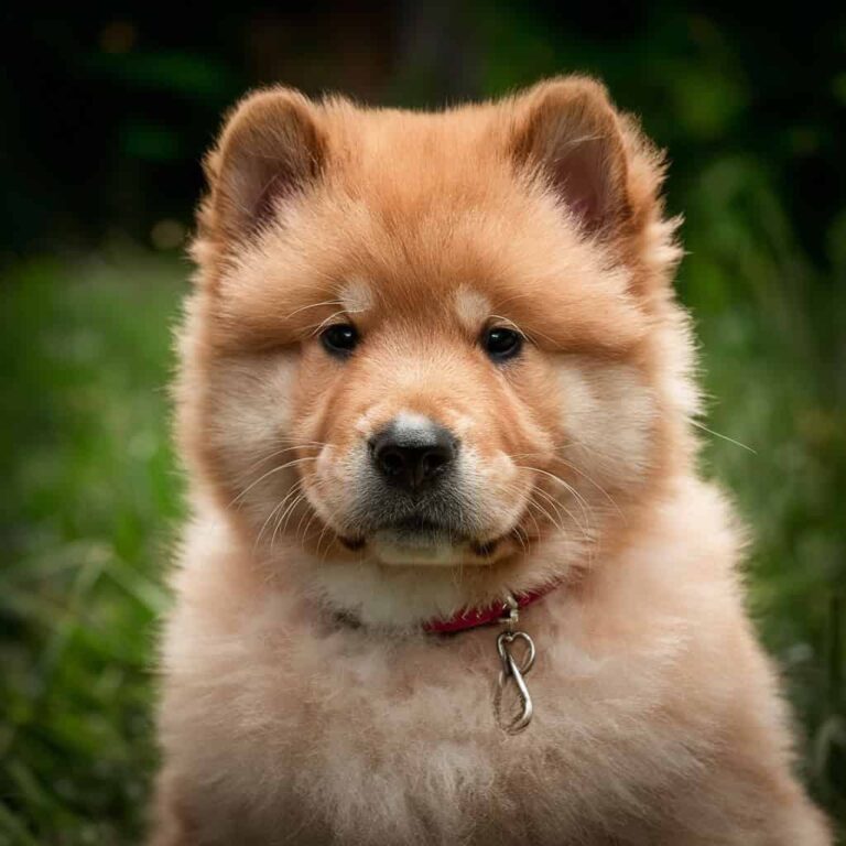 Diamond Painting Gouden chow chow puppy voorbeeldafbeelding van het volledige ontwerp